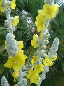 Verbascum bombyciferum